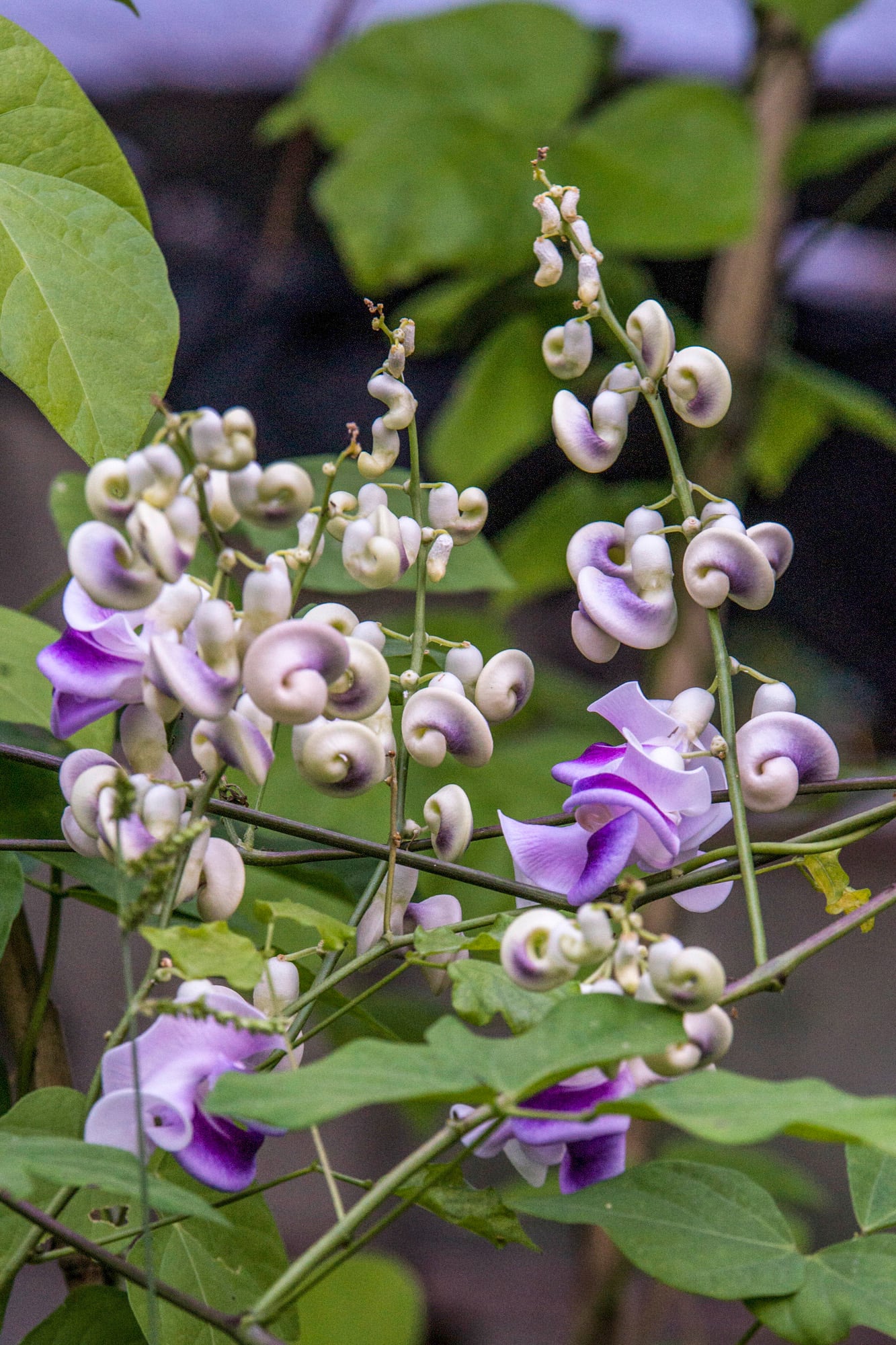 Cochliasanthus caracalla, una trepadora con flores que parecen diseñadas en 3D