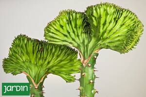 Especies extrañas, deformes y absolutamente adorables