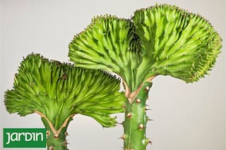 Especies extrañas, deformes y absolutamente adorables