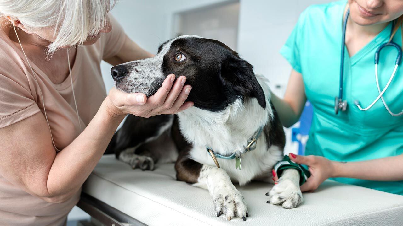 En caso de que un perro haya ingerido uvas o pasas, o presente alguno de los síntomas se debe acudir rápidamente al veterinario