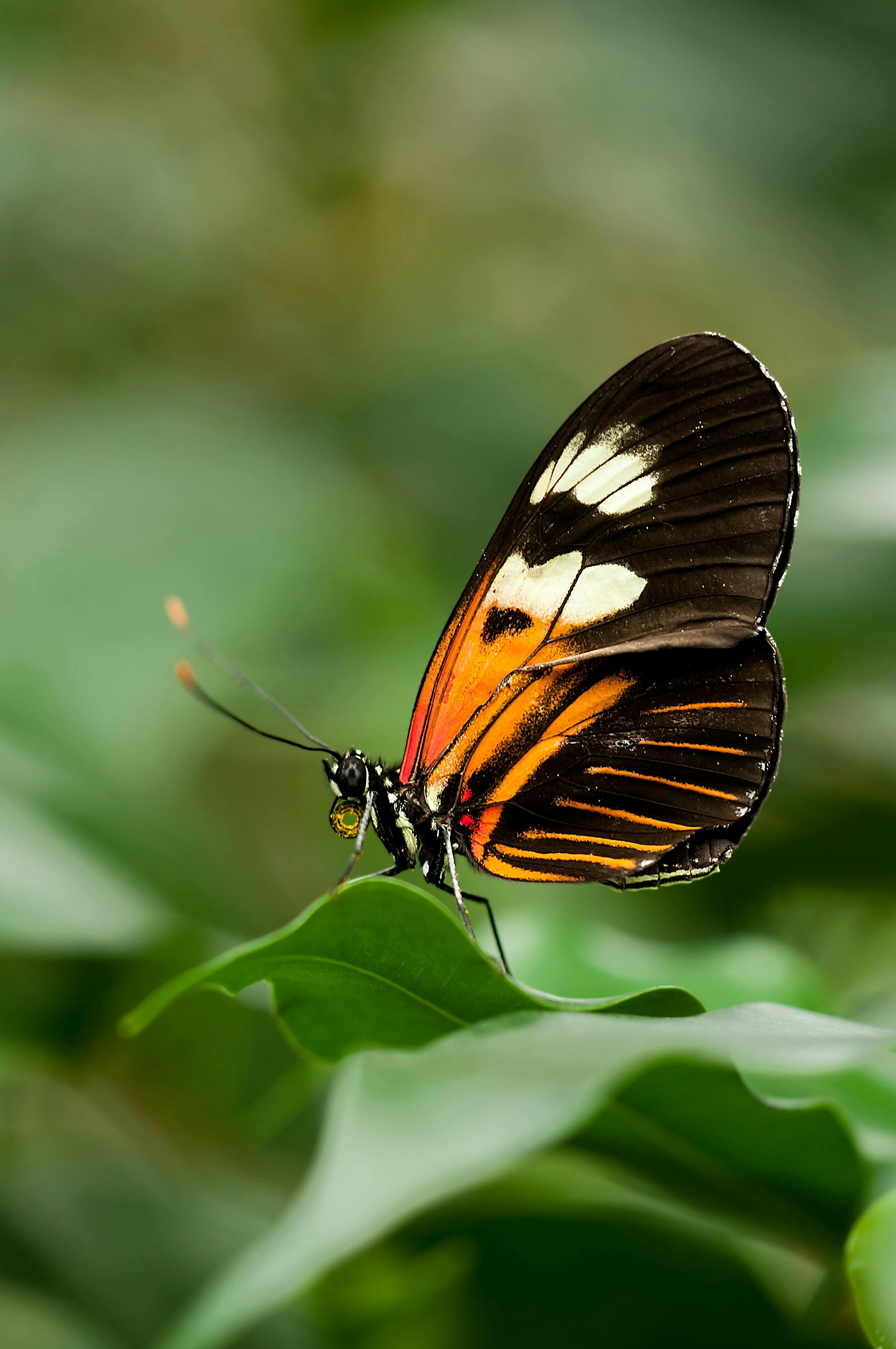 Las mariposas simbolizan transformación, evolución y cambios positivos