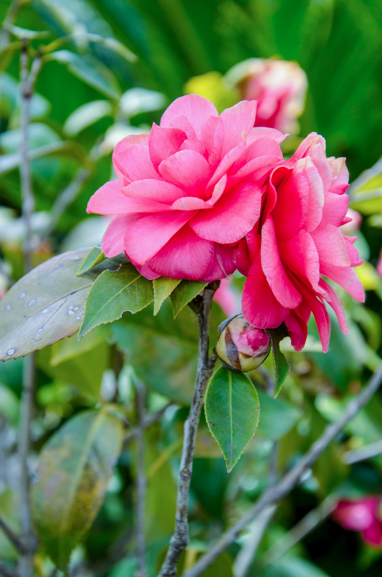 La Camellia japonica otorga sus flores en invierno