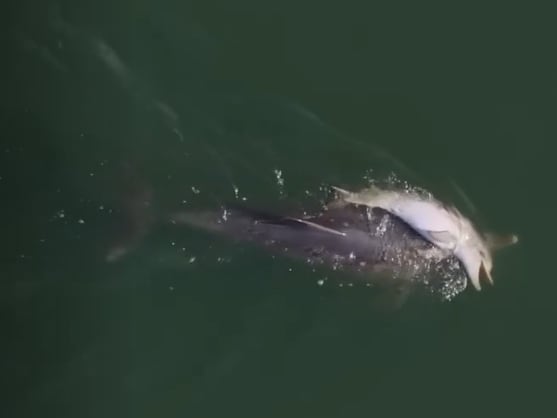 Un delfín lleva a su cría muerta en lo que los expertos llaman duelo