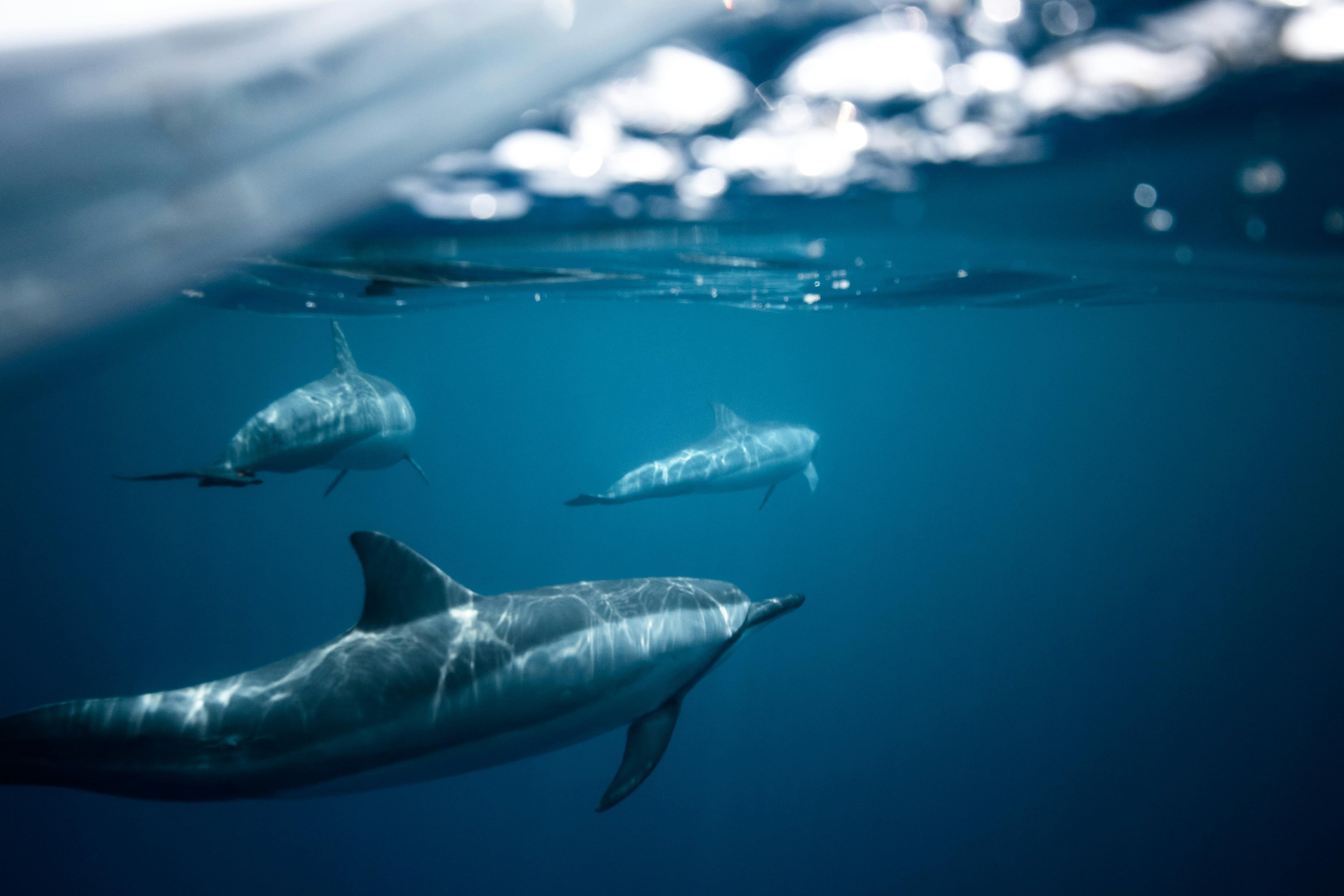 A través del sueño uni hemisférico es que los delfines logran dormir bajo el agua (imagen ilustrativa)