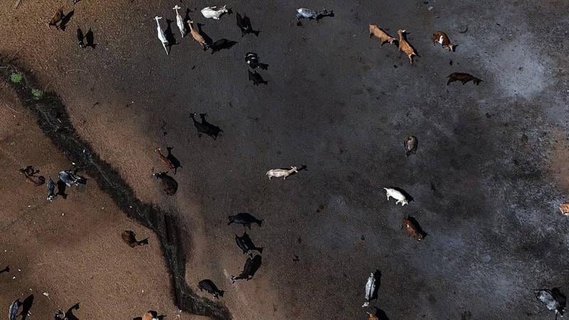 Rebaños de cabras en tierras calcinadas cerca de Pelayos de la Presa, 65 km al oeste de Madrid