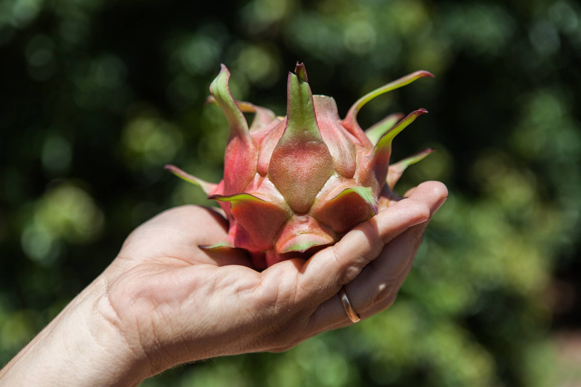 El robot fue diseñado para cosechar fruta del dragón de manera autónoma