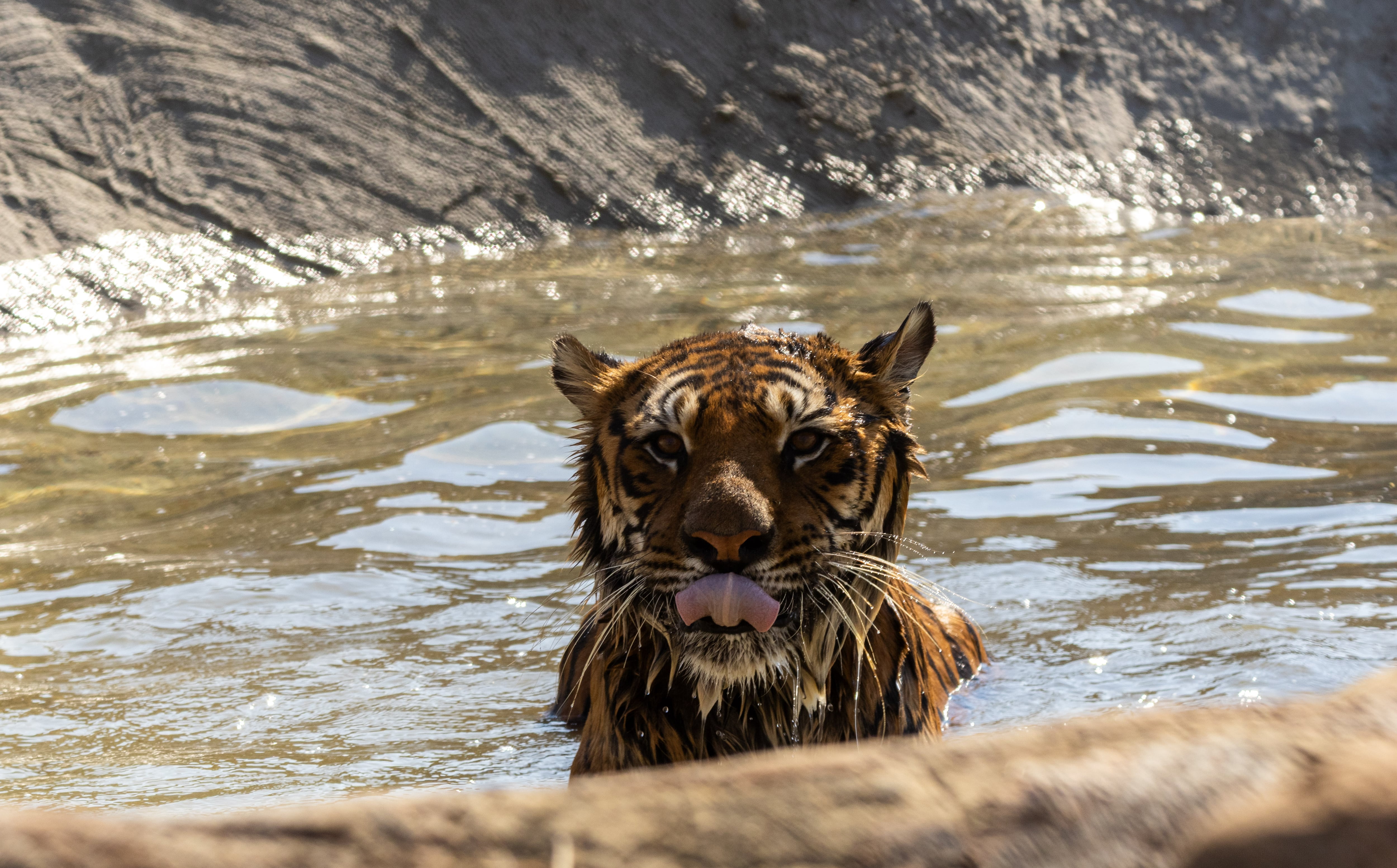 El tigre Negus disfruta de nadar en su nuevo hábitat