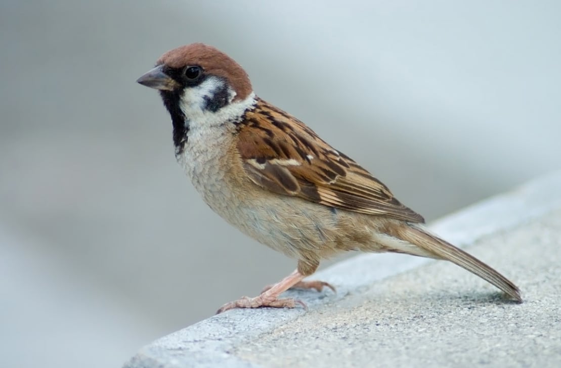 Qué significa que un gorrión decida hacer un nido en tu casa
