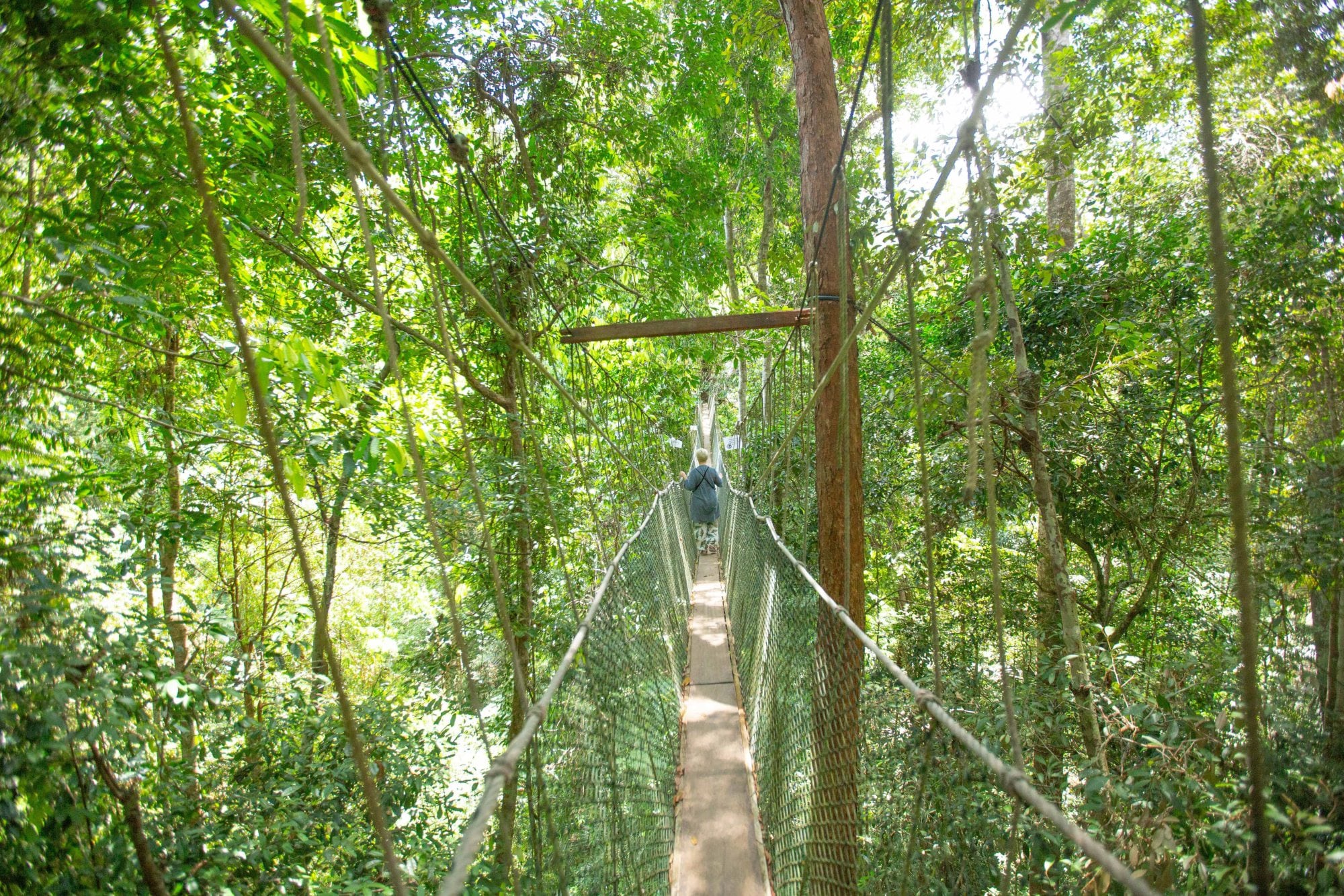 El puente colgante de 530 metros en Taman Negara
