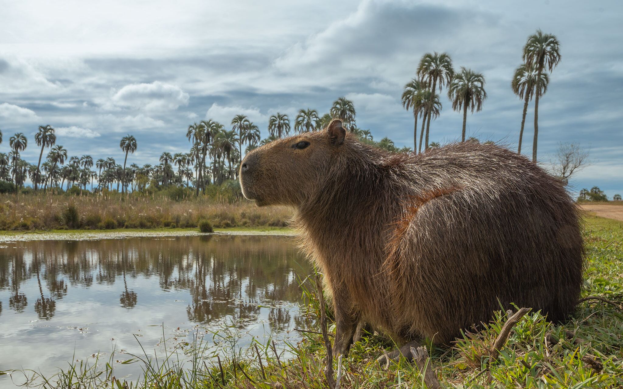 Carpincho en una laguna del PN El Palmar.