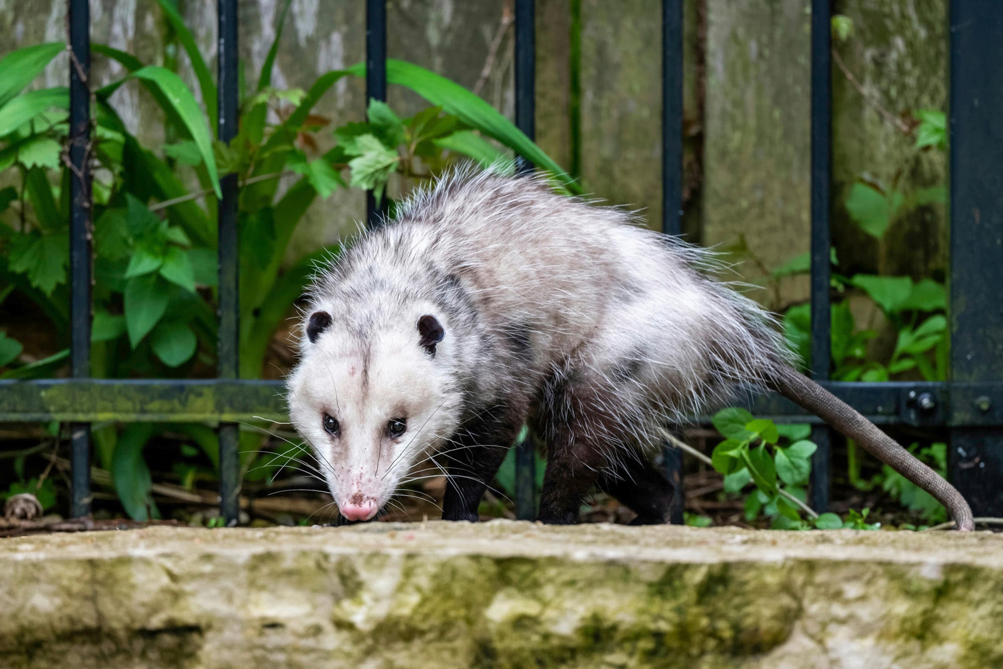La comadreja suele provocar más gritos de espanto que curiosidad o admiración