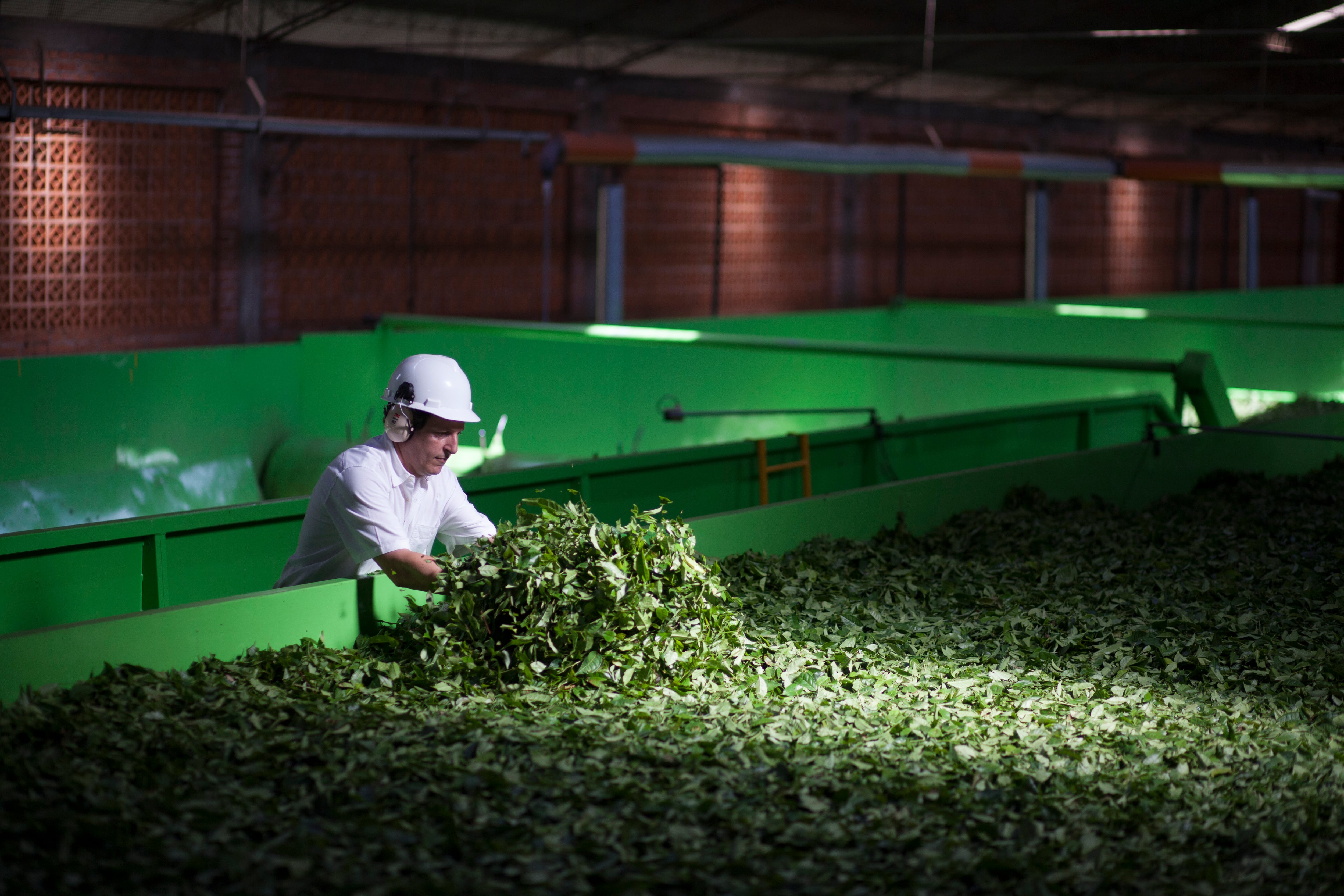 La yerba mate se produce en Corrientes y Misiones.