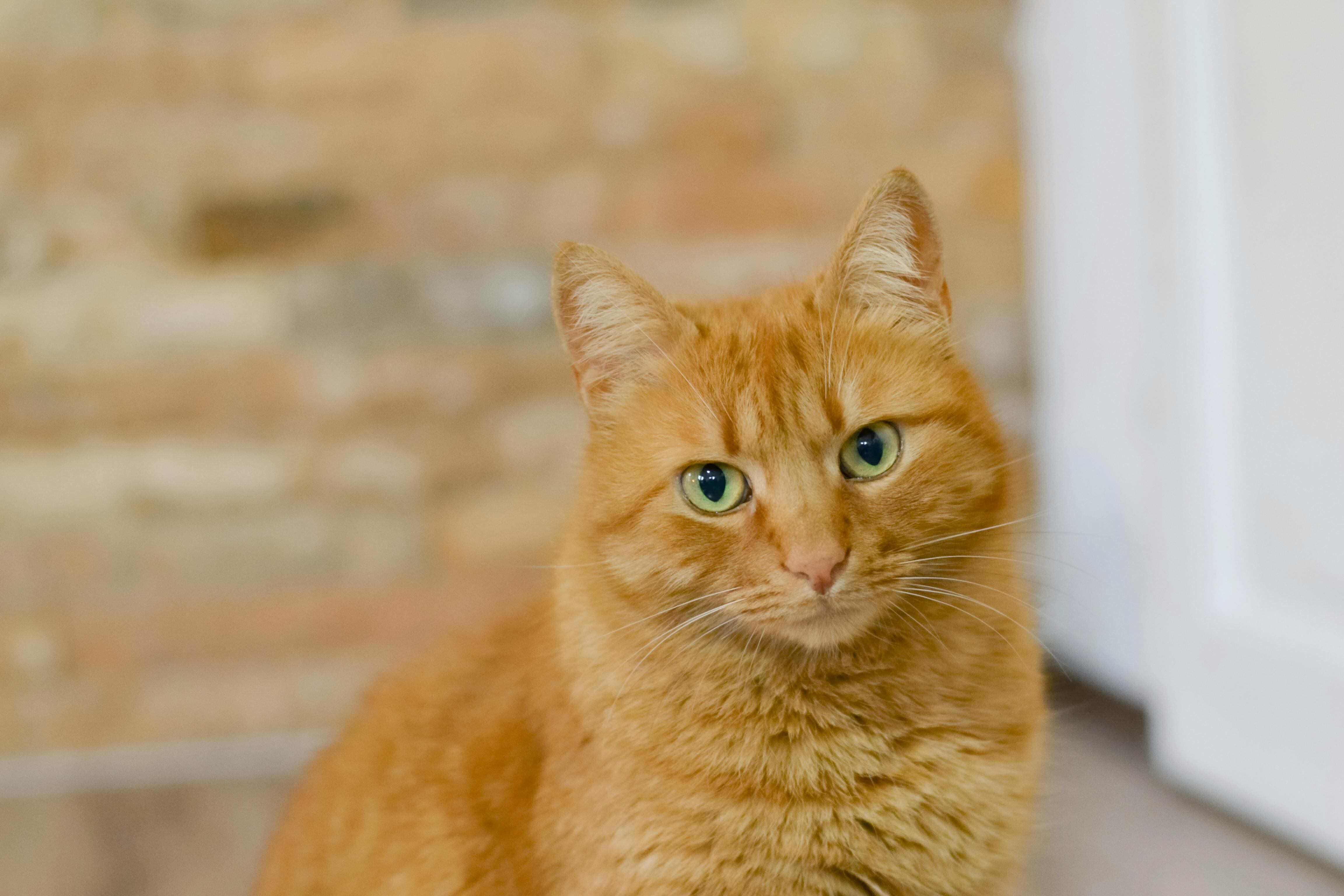 Los gatos naranjas tienen un gen especial al que le deben el color de su pelaje