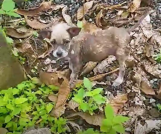 El estado de salud de la cachorrita era preocupante (Captura: The Dodo)