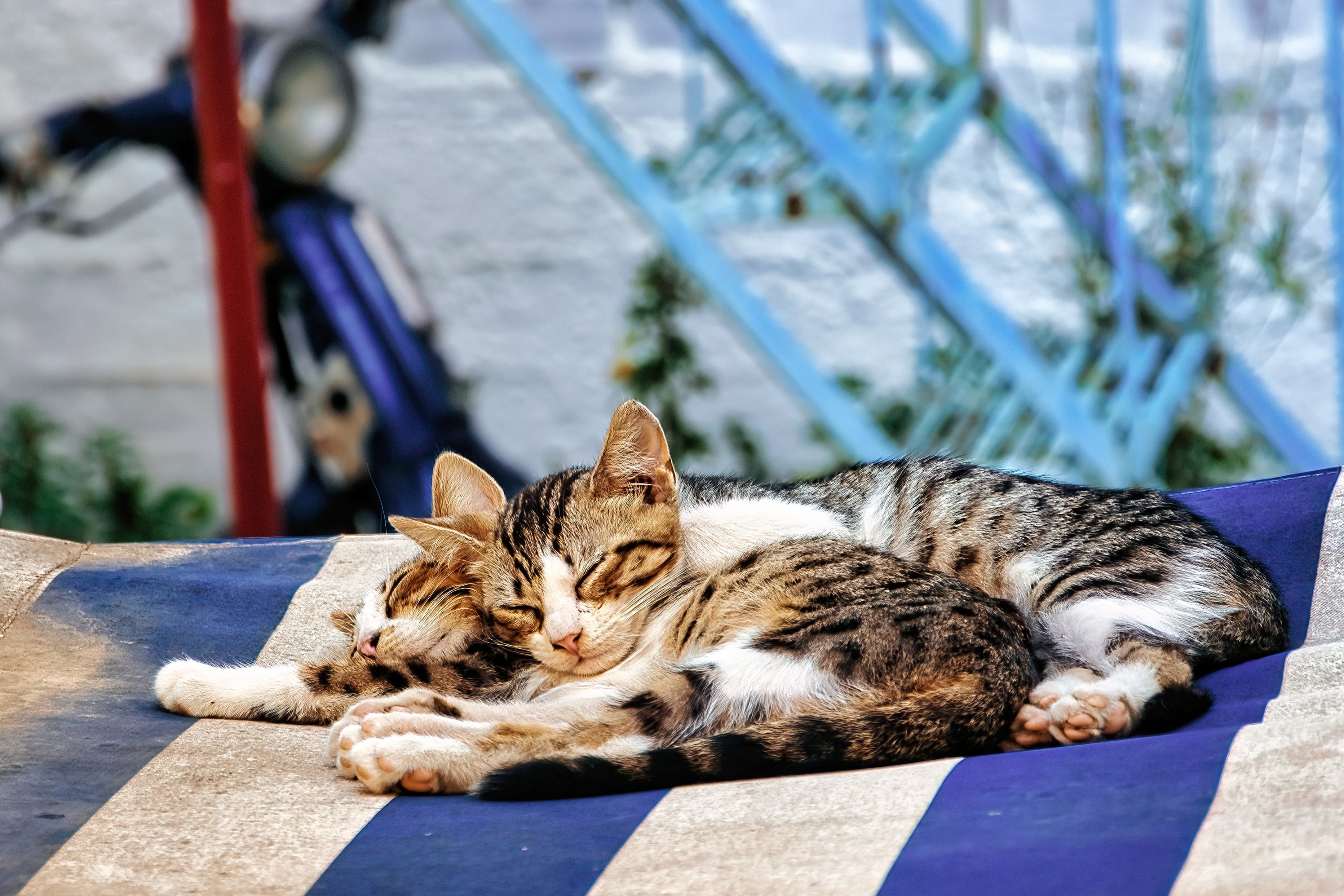 Los gatos se sienten seguros cuando un ser humano les provee de lo necesario para sobrevivir, por eso lo eligen como favorito