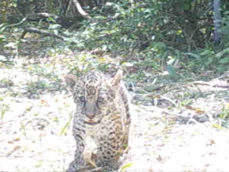 Confirmaron el nacimiento de un segundo yaguareté silvestre en El Impenetrable