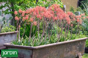 Ideas para armar espacios verdes con cero gasto