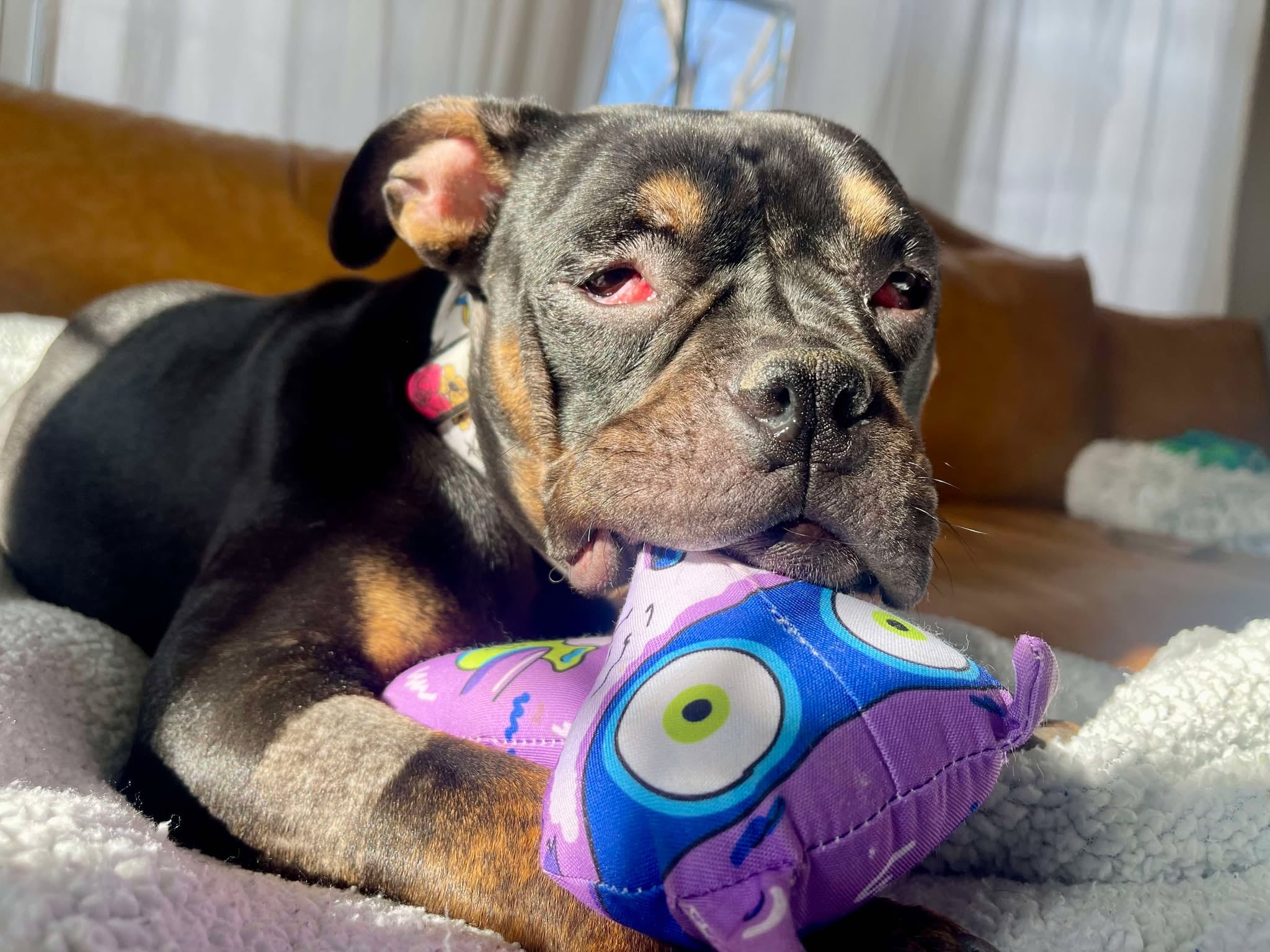 Los voluntarios del refugio decidieron llamar a la cachorra Blair.