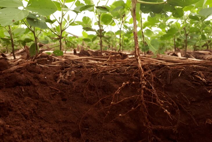 Las regiones tuvieron una lectura común y, además de la merma de reserva de fósforo, aparece la fuga de cationes nutricionales -calcio y magnesio