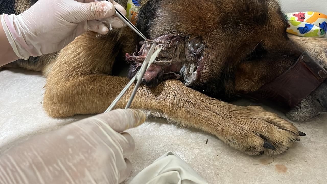 Las moscas depositan sus huevos sobre heridas abiertas y generan la popularmente conocida