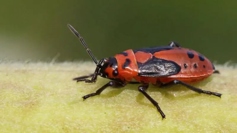 La chinche del algodoncillo debe haber desarrollado maneras de proteger el cerebro de los glucósidos, explica la investigadora Susanne Dobler