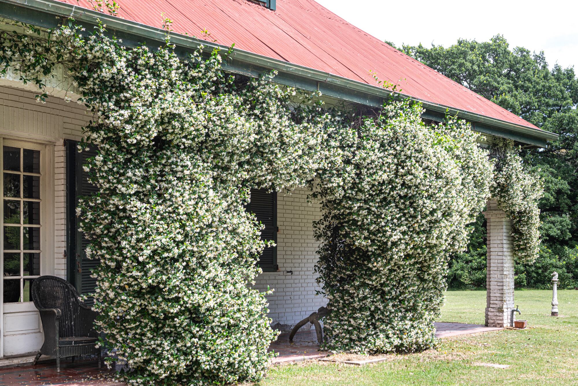 El jazmín de leche, Trachelospermum jasminoides, es de crecimiento rápido y puede alcanzar hasta 10 metros de altura