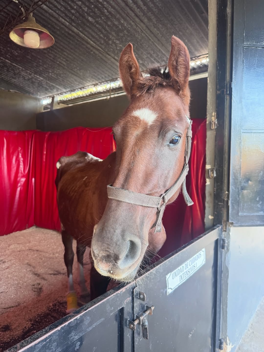 Caballos Quilmes es el único hospital de caballos del país (Foto: Instagram @carocalvagni)