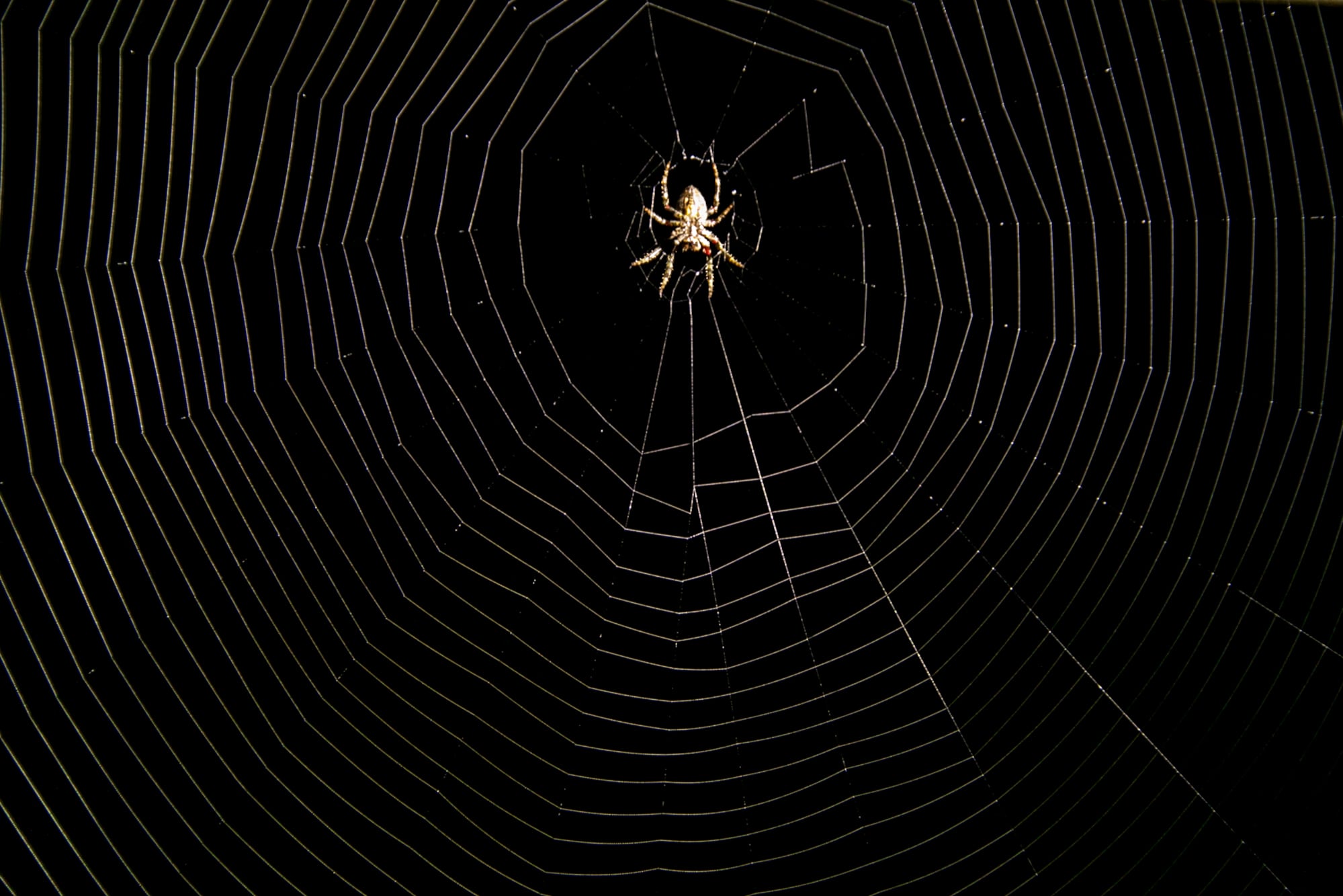 Aunque no pudo identificarla, Ricardo López cree que fue mordido por una araña