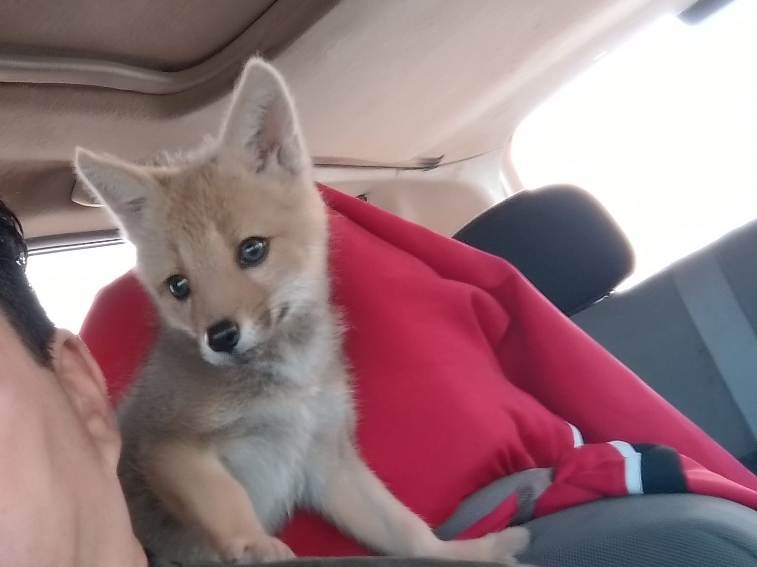 Acechado por un grupo de caranchos, lo rescataron con pocos días de vida: “Parecía un perro más de la casa”