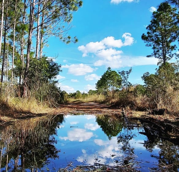 El Cedar Key Scrub State Reserve es un lugar ideal para actividades al aire libre como pesca y estudio de fauna