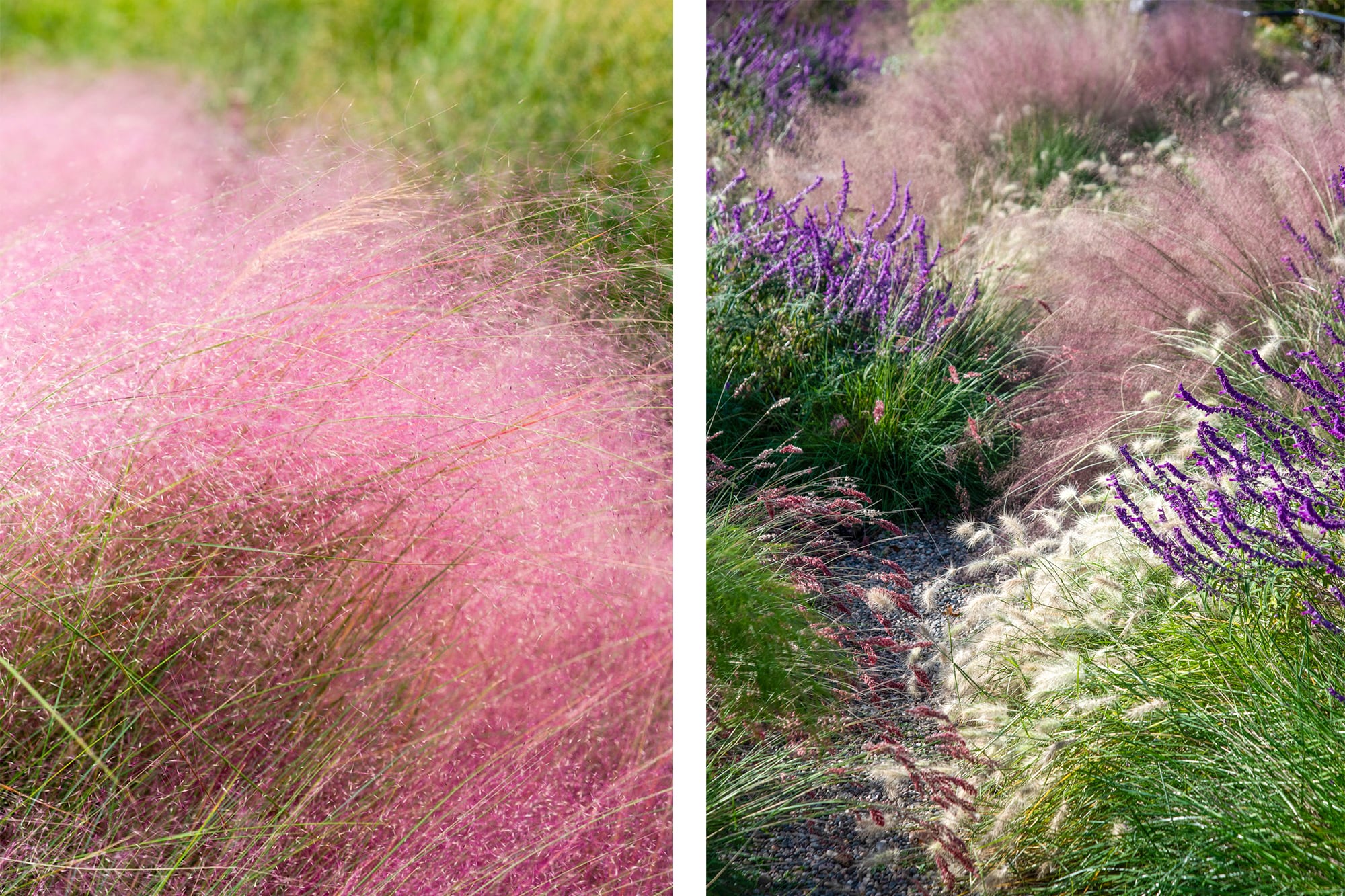 Una plantación de gramíneas que incluya, por ejemplo, Muhlenbergia capillaris (izq.) puede aportar unidad y movimiento allí donde muchas especies juntas generarían ruido visual. Derecha: Nassella tenuissima