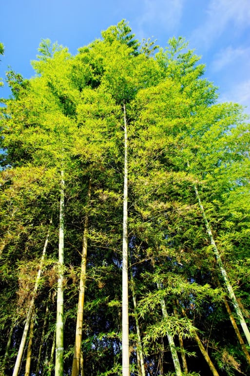 Bambú moso en estado salvaje