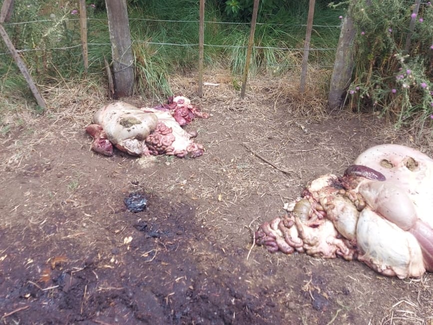 Los productores creen que hay una banda actuando en la zona