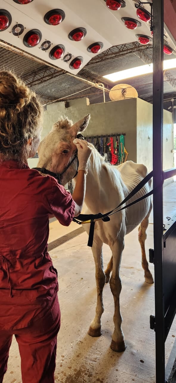 Caballos de Quilmes es la única ONG que tiene su propio hospital, con quirófano, internación y atención continua en Argentina. En la foto, Hummus con una de las veterinarias.