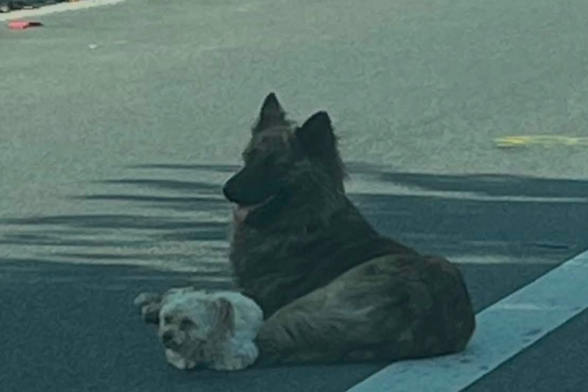 Frenaron en medio de la calle porque vieron un perro abandonado y cuando se acercaron descubrieron algo que los dejó mudos