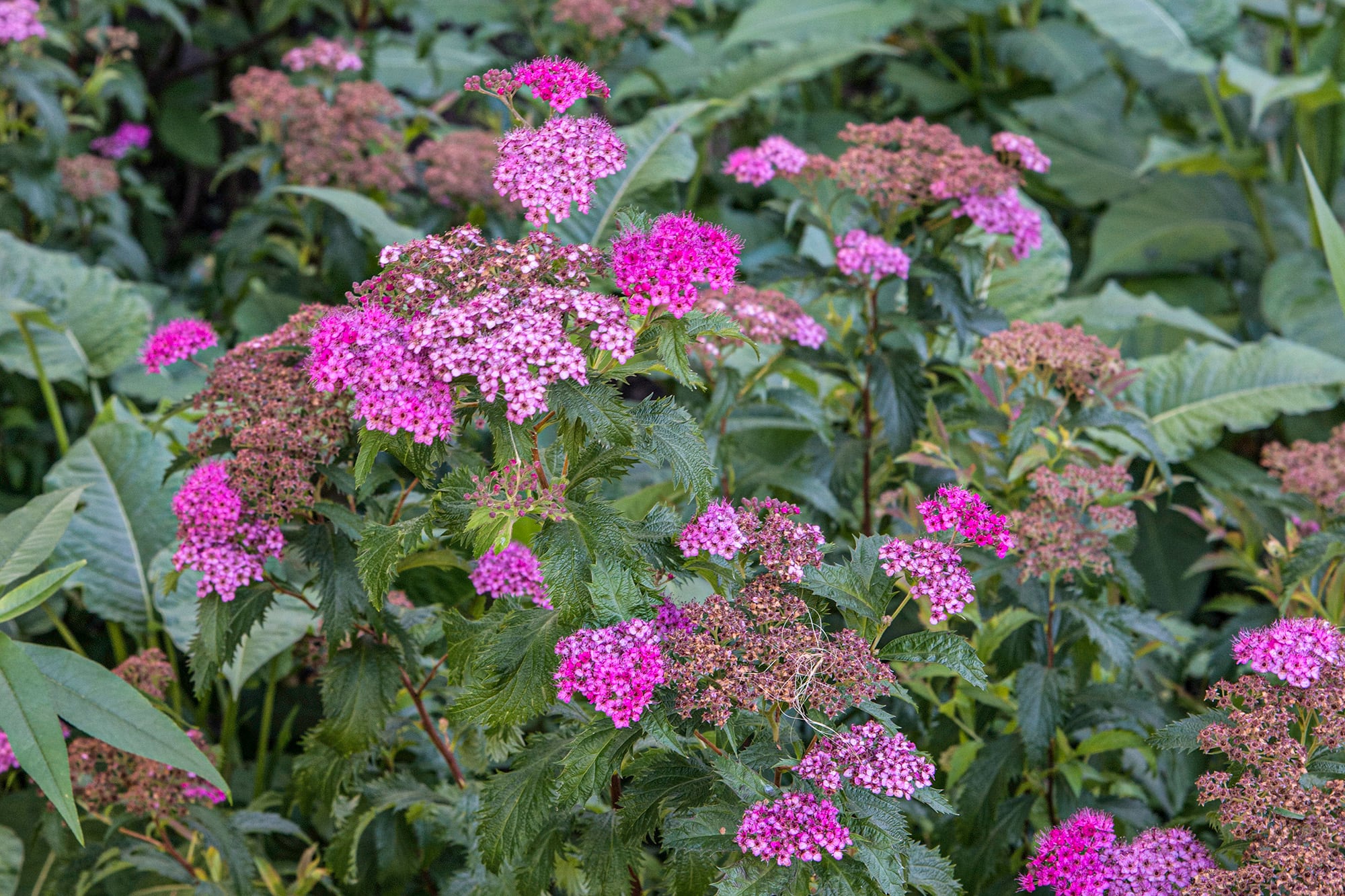 Spiraea 'Anthony Waterer', con su llamativa gama de rosados