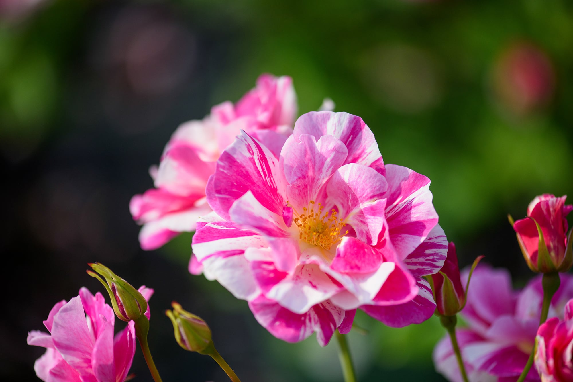 ‘The King’s Rose’ de David Austin, con pétalos veteados