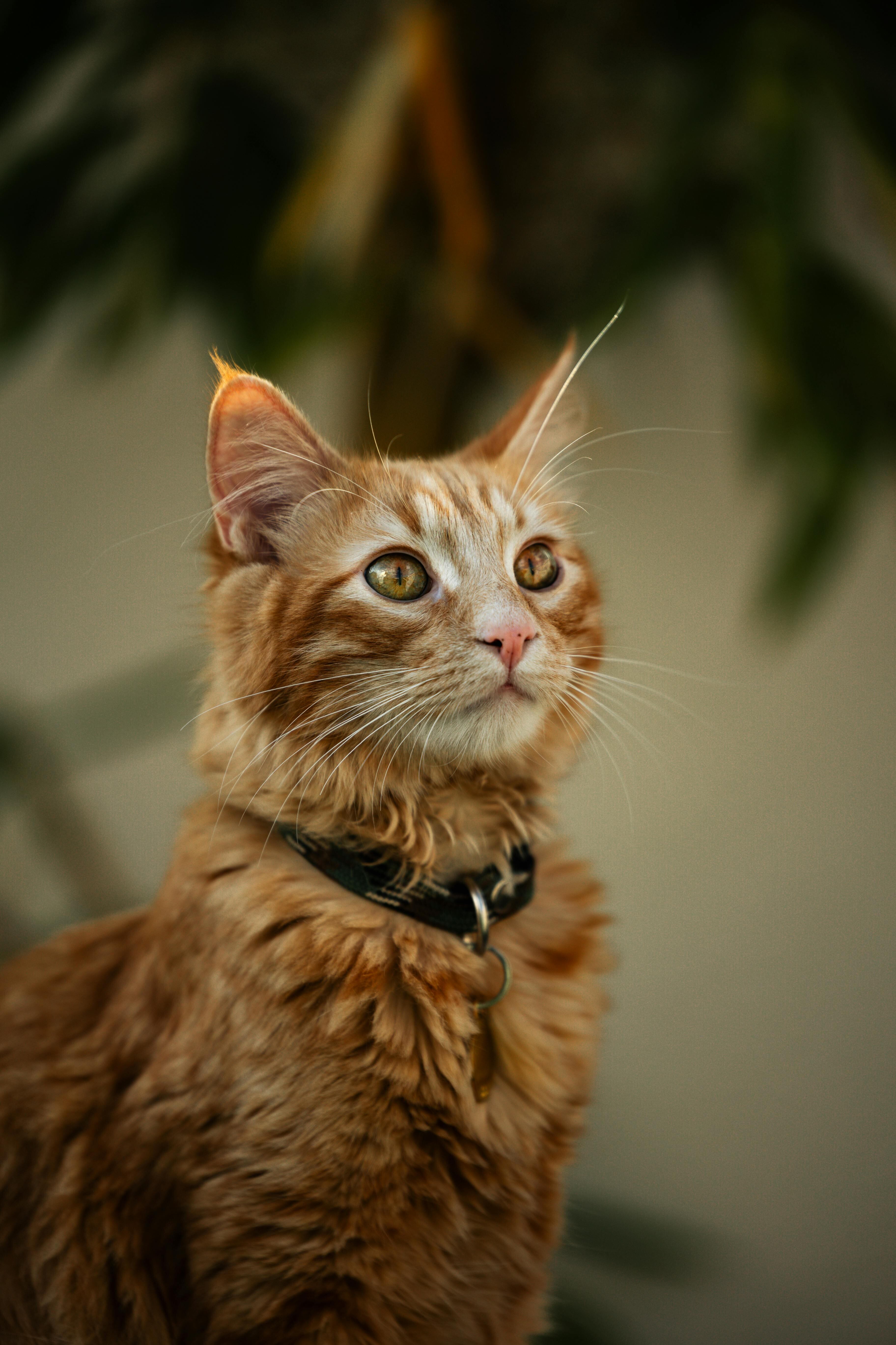 Los científicos empezaron a investigar el porqué el pelaje naranja en gatos en 1912