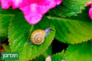 Cómo combatir babosas y caracoles que arruinan nuestras plantas