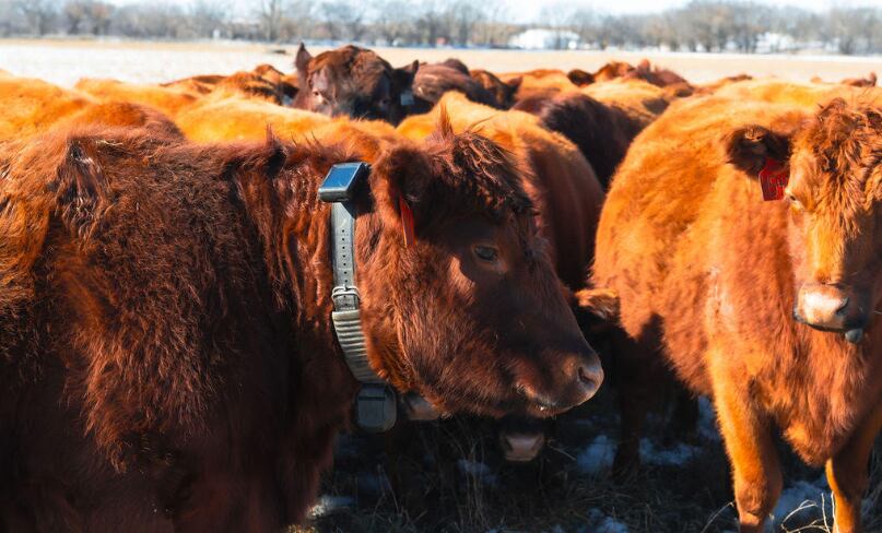 En Mushrush Ranches colocaron collares inteligentes en 200 vacas