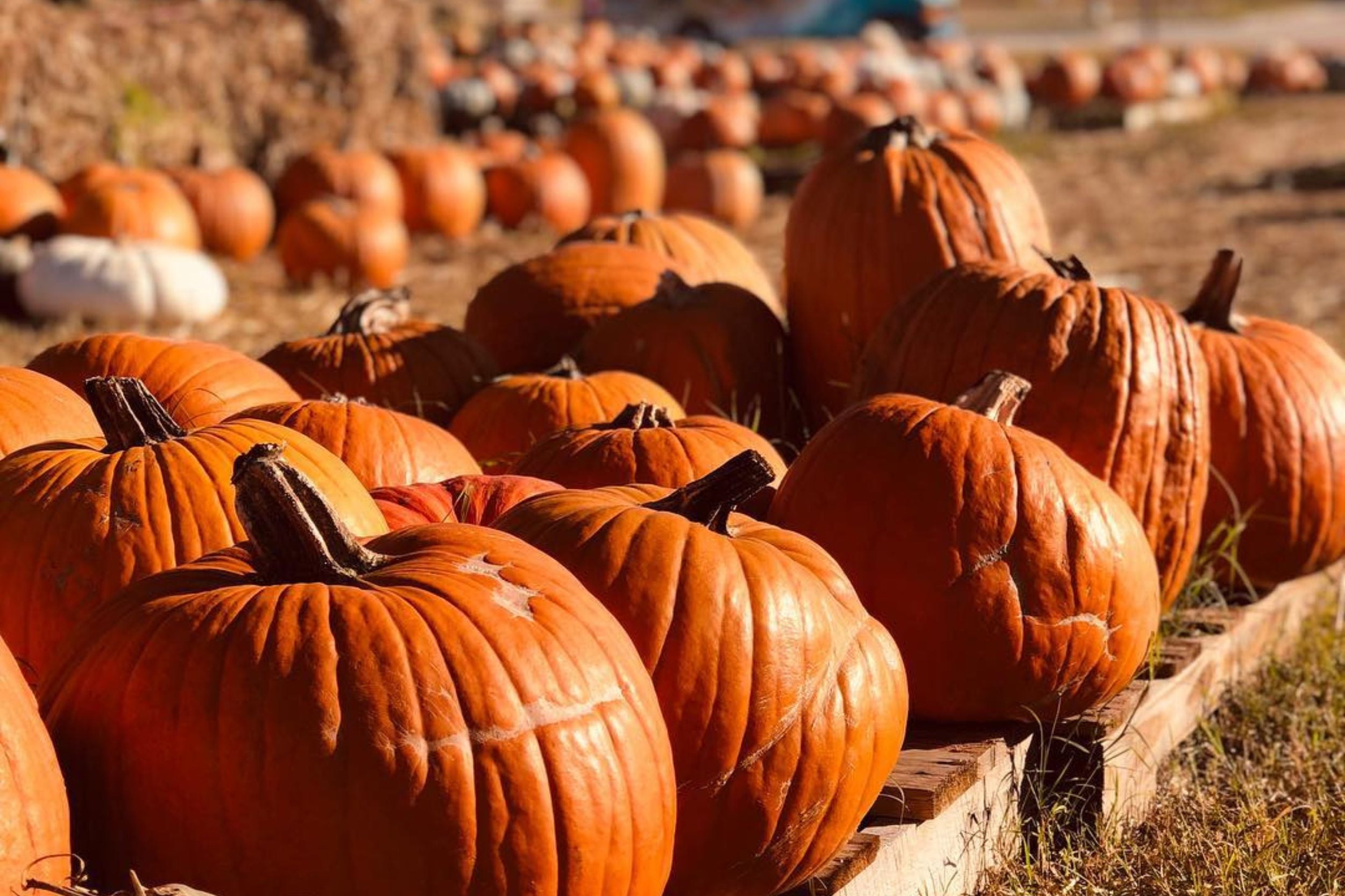 Huertos de calabazas en Texas para elegir las mejores decoraciones para Halloween