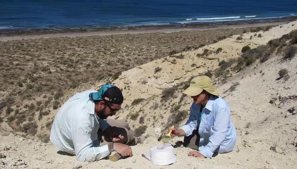 Trabajo de campo sobre cetáceos en Península Valdés (Foto: CONICET)