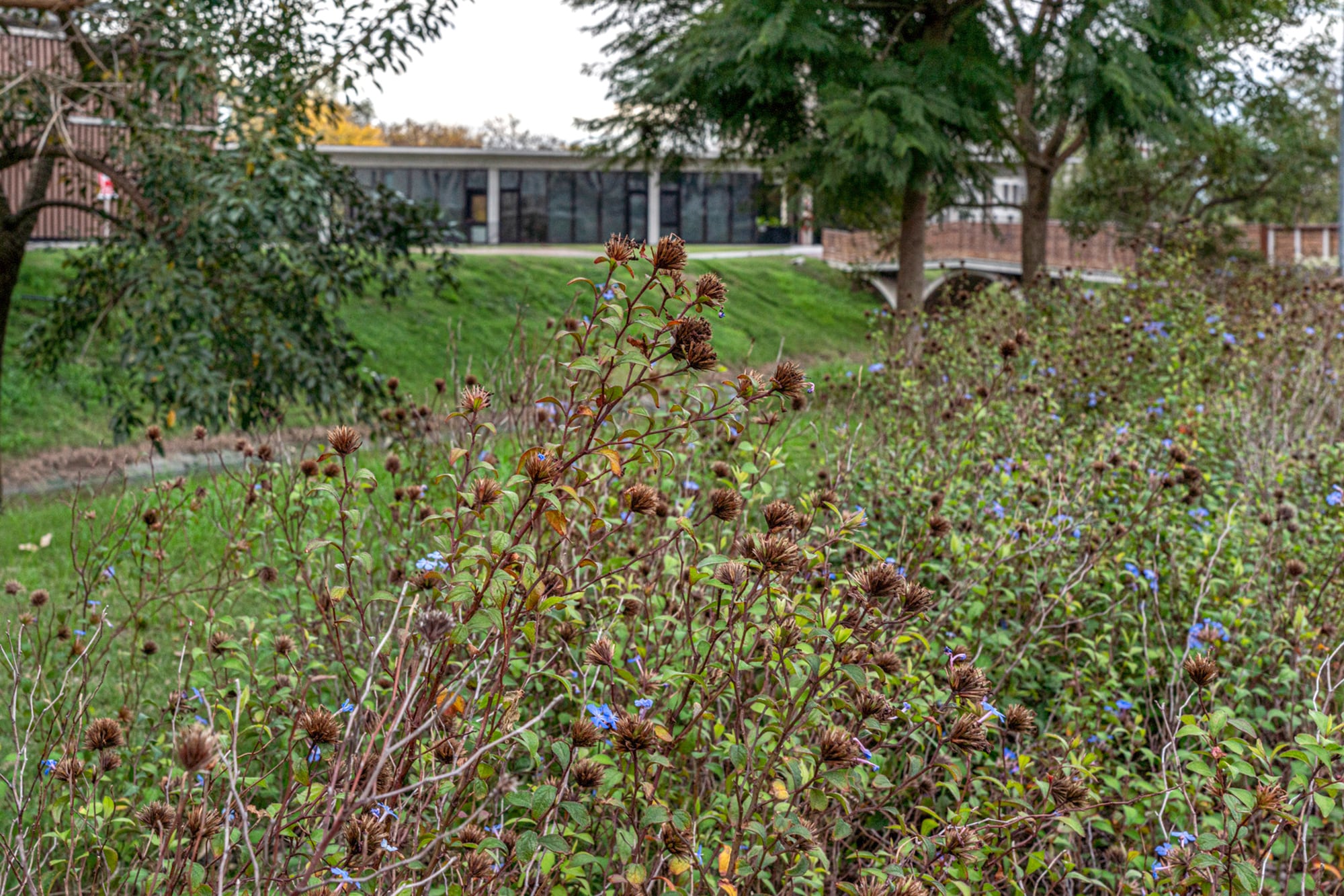 Las cabezas secas de Echinacea y los tallos persistentes de muchas perennes aportan textura y tonos profundos al jardín otoñal