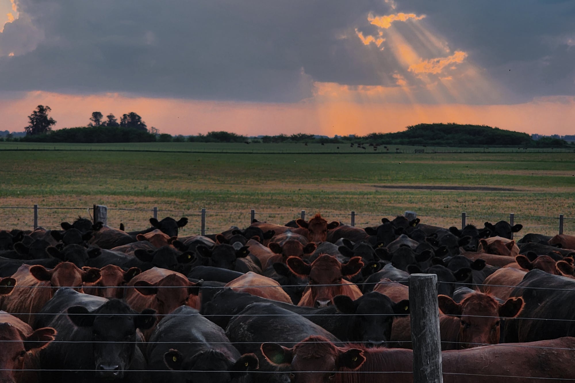 La familia Nevares lleva adelante dos establecimientos agropecuarios en la provincia de Buenos Aires. El primero es San José, ubicado en Leubucó, Buenos Aires, límite con La Pampa