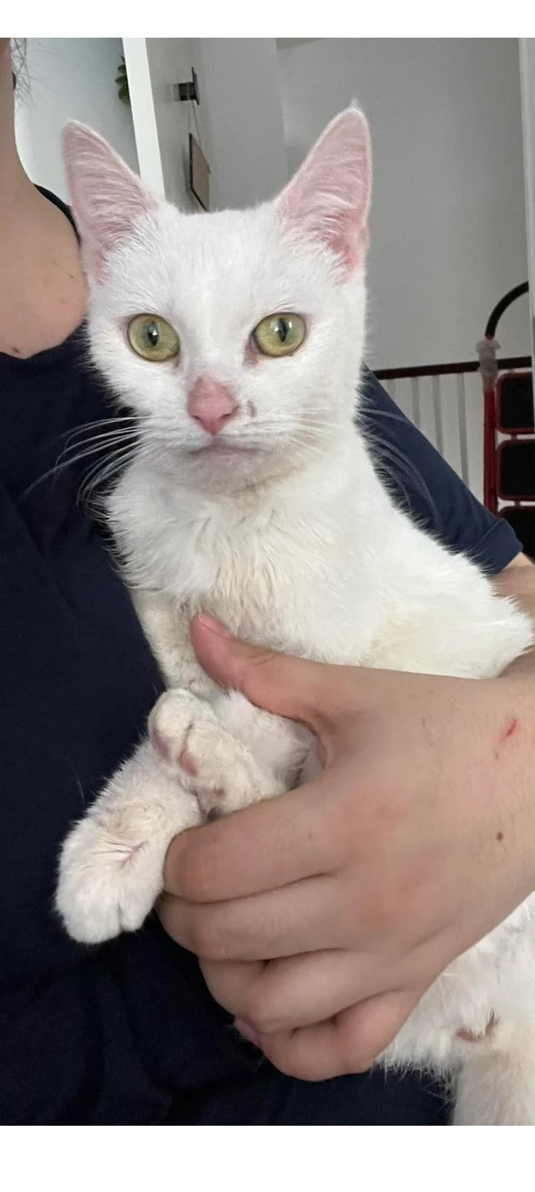 Aunque la gata tenía un microchip, no estaba registrada a nombre de ningún tutor.