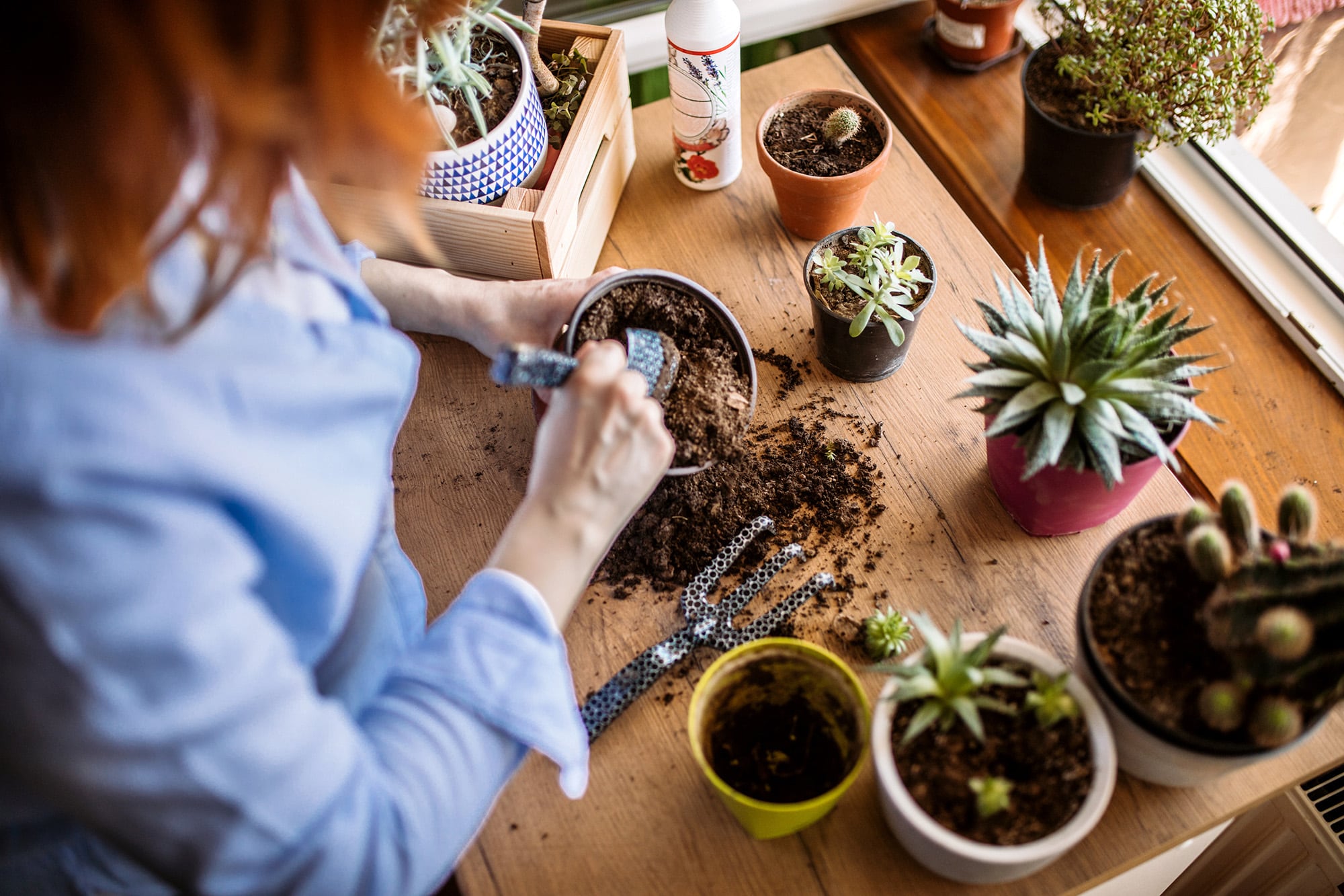 Cactus y suculentas requieren atención específica en otoño para sobrevivir en la temporada siguiente
