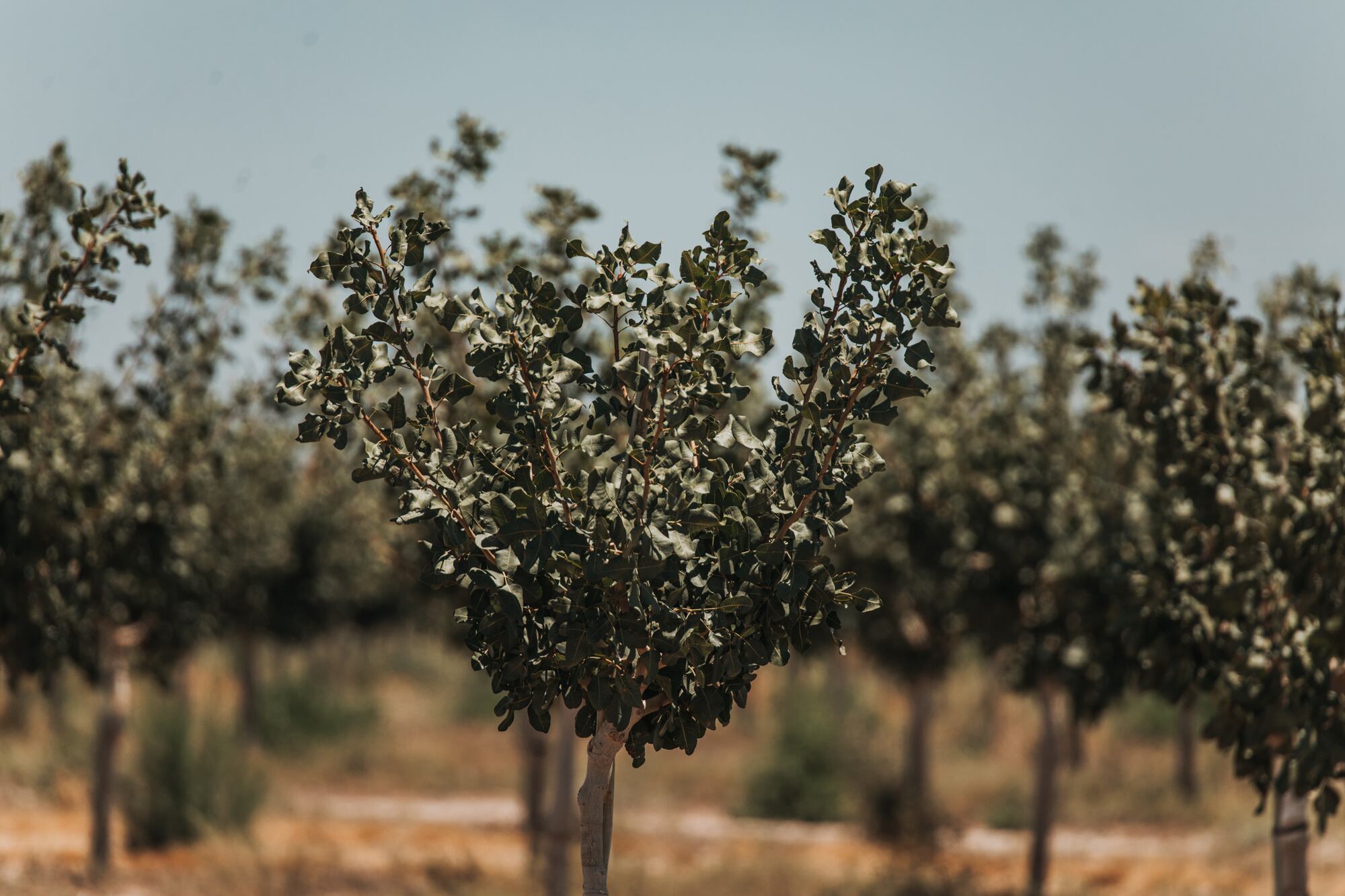 El 90% de lo que se produce en el país se exporta, con Brasil como principal cliente. El mayor productor mundial es Estados Unidos