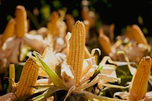 En una campaña compleja para los productores, se alza un nuevo híbrido de maíz de alto potencial