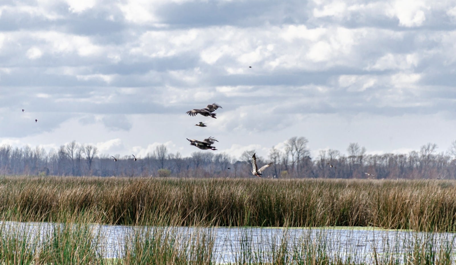 Allí habitan más de 300 especies de aves —lo que convierte al lugar en un auténtico paraíso para los aficionados al avistaje—, peces como tarariras y bagres, e invertebrados y mamíferos autóctonos