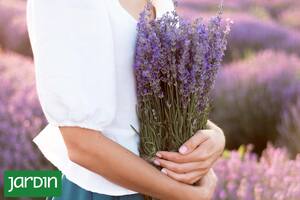 Cuáles son las especies que purifican el aire, relajan o tienen efectos calmantes y antiinflamatorios